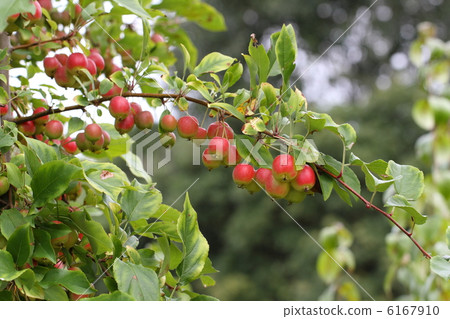 Apple Apple俱樂部 6167910