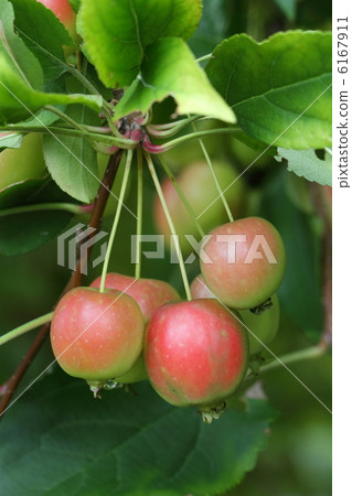 Apple Apple俱樂部 6167911