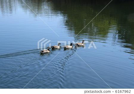 Mallard Mallard 6167962