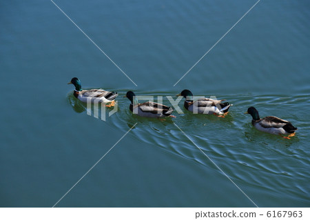Mallard Mallard 6167963