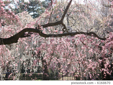 櫻花 櫻花 6168670