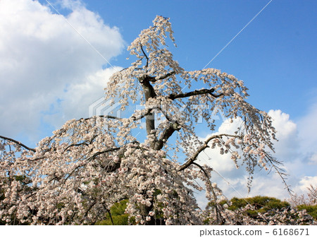 櫻花 櫻花 6168671