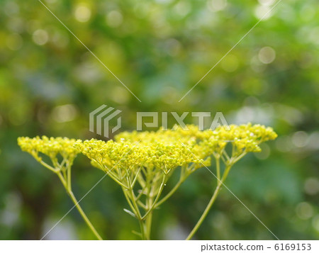 Ominaeji:Toro花 Ominaeji:Toro花 6169153