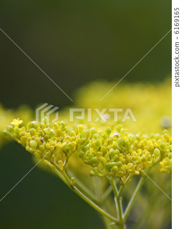 Ominaeji:Toro花 Ominaeji:Toro花 6169165