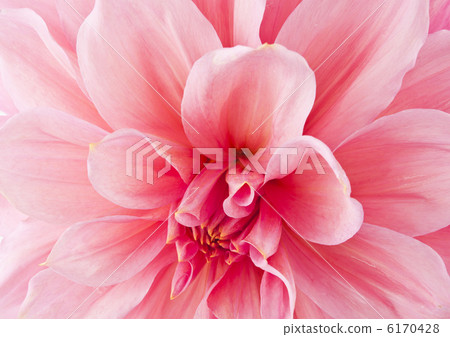 Pink chrysanthemum flower 6170428