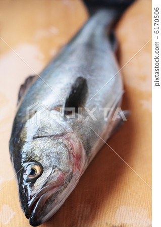 鈴木在砧板上 6170506