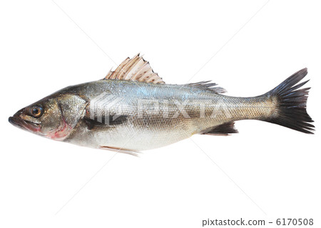 Suzuki Suzuki 6170508