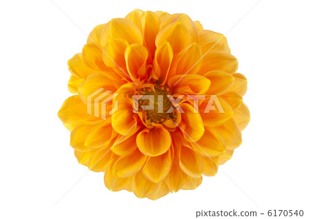 dahlia isolated dahlia isolated 6170540