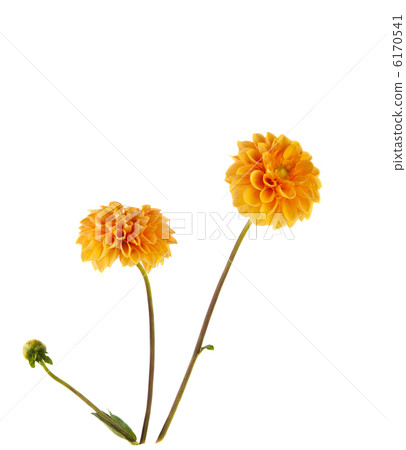 dahlia isolated dahlia isolated 6170541