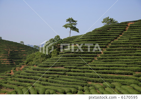 茶園 茶園 6170595