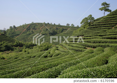 茶園 茶園 6170596