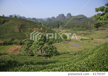 Tea plantation 6170597