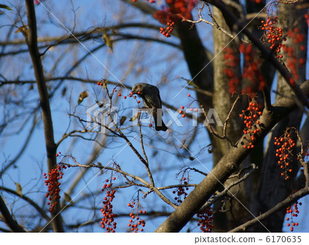 Eating brown rice eel Eating brown rice eel 6170635