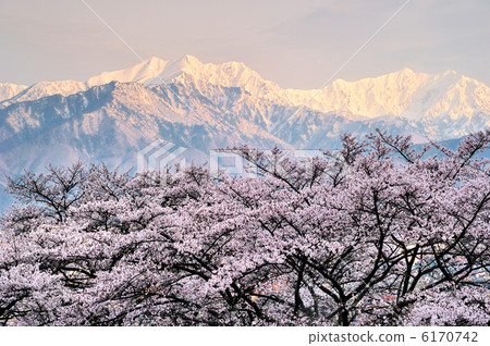 Cherry blossoms and Alps Cherry blossoms and Alps 6170742