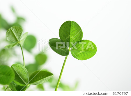 綠色三葉草背景 6170797