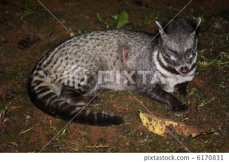 Malay Civet Malay Civet 6170831
