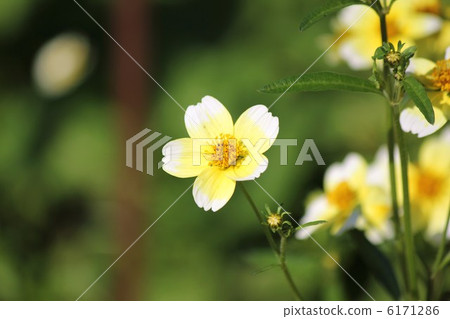 冬季波斯菊黃色 6171286