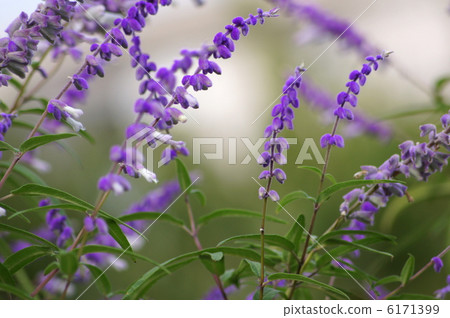 Salvia · Leucansa (Amethyst Sage) Salvia · Leucansa (Amethyst Sage) 6171399