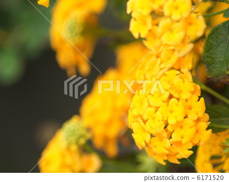 Lantana (Yellow) 6171520