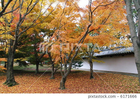 楓樹和寺廟 楓樹和寺廟 6171666