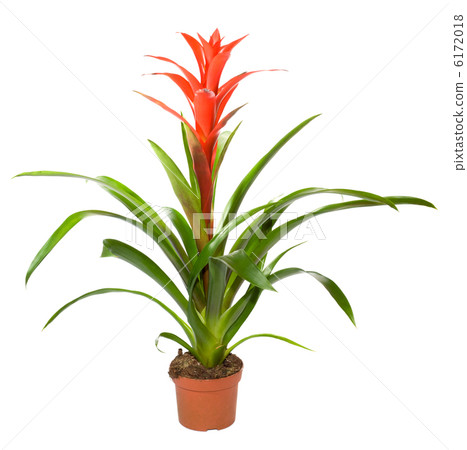 Bromeliad plant 6172018