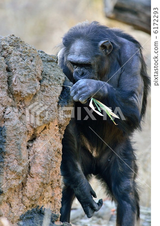 Chimpanzee Chimpanzee 6172293