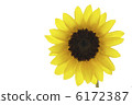 Yellow sunflower 1 6172387