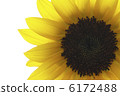 Yellow sunflower up 1 6172488