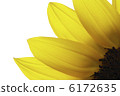 Yellow sunflower up 2 6172635