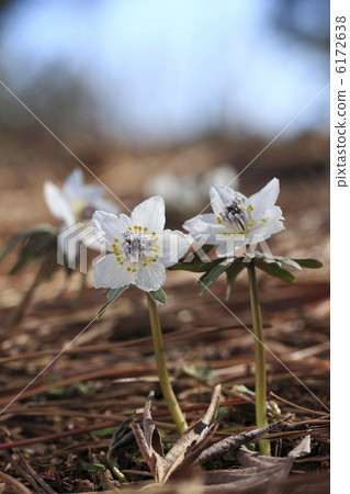 Hanasakubetsu盛開在早春 Hanasakubetsu盛開在早春 6172638