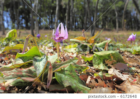 Flower blooming in early spring 6172648