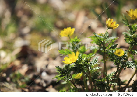 開花在早期的春天的花開花 開花在早期的春天的花開花 6172665