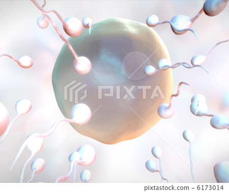 Egg being fertilized 6173014