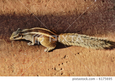 Squirrel @ Taj Mahal Squirrel @ Taj Mahal 6175695