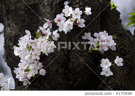 Cherry Blossoms   6175696