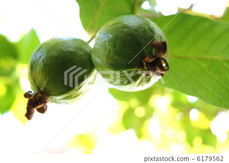 Healthy food · Guava fruit · Opinion lateral position 6179562