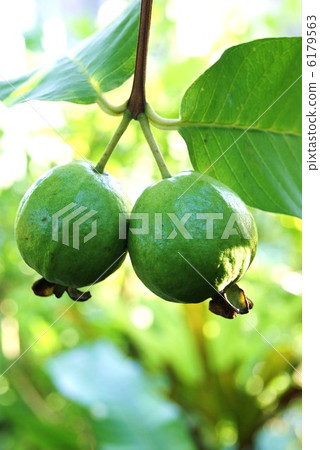 健康食品·番石榴果實·垂直位置 6179563