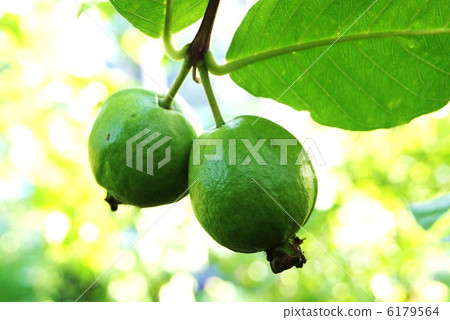 Healthy food · Guava fruit · Horizontal position Healthy food · Guava fruit · Horizontal position 6179564