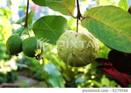 Healthy food · Guava's skillfulness · Horizontal position Healthy food · Guava's skillfulness · Horizontal position 6179566