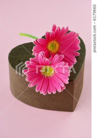 pink gerbera 6179660