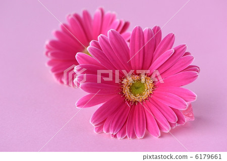 pink gerbera pink gerbera 6179661