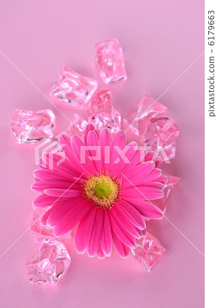 粉色非洲菊 6179663