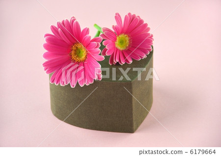 pink gerbera pink gerbera 6179664