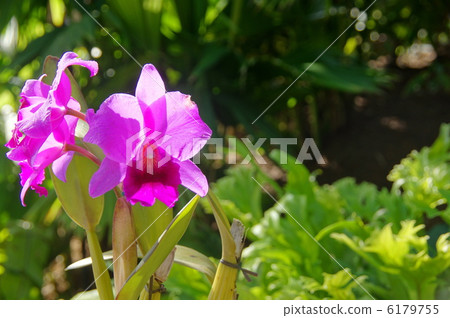 December Orchid Cattleya and Orchidaceae 33 6179755