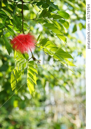 12月熱帶植物卡利安道爾和Laminae 13 6179764