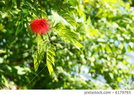 12月熱帶植物卡利安道爾和豆科12 6179765