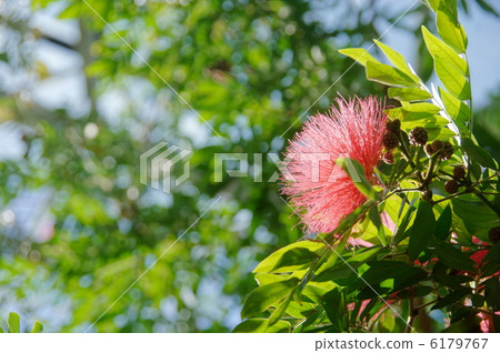 12月熱帶植物卡利安道爾和豆科植物10 6179767
