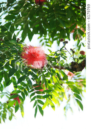 十二月熱帶植物卡利安道爾和家庭08 十二月熱帶植物卡利安道爾和家庭08 6179769