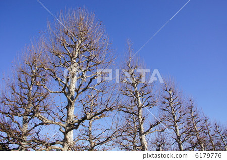 12月Platanus·Suzuki部門88冬天死了 6179776