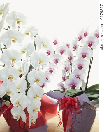 Two color orchid orchid white back background 6179837